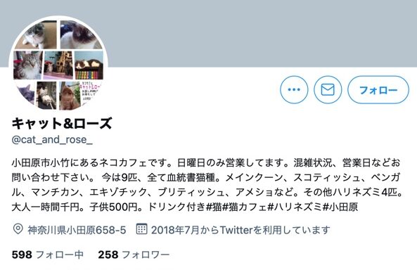 21年版 神奈川県でおすすめの猫カフェ19選 横浜 川崎以外 ページ 4 猫カフェナビ