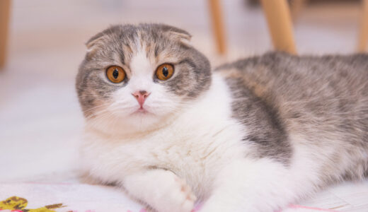 22年版 佐賀県でおすすめの猫カフェ2選 猫カフェナビ