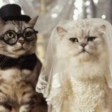 猫カフェで婚活「猫カフェコン」「ねこんかつ」って何？【カップル続出で人気急上昇！】