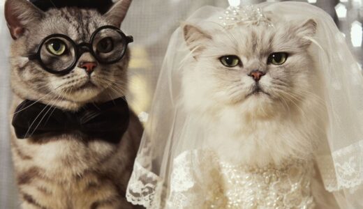 猫カフェで婚活「猫カフェコン」「ねこんかつ」って何？【カップル続出で人気急上昇！】