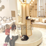 【2024年版】東久留米でおすすめの猫カフェ「MOCHA（モカ）東久留米店」をご紹介！